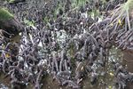 Mengintip Udang merah yang Sakral di Buton