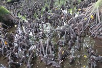 Di sekitar danau ada banyak pohon mangrove yang tumbuh. Pohon-pohon di sana sudah berusia puluhan tahun. Kalau air sedang surut, akar-akarnya akan terlihat (Kurnia/detikTravel)