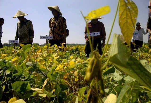 Harga Kedelai Lokal Jatuh, Ini Solusi Mentan Amran