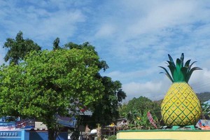 Ada Hubungan Apa Antara Buton, Naga & Nanas?