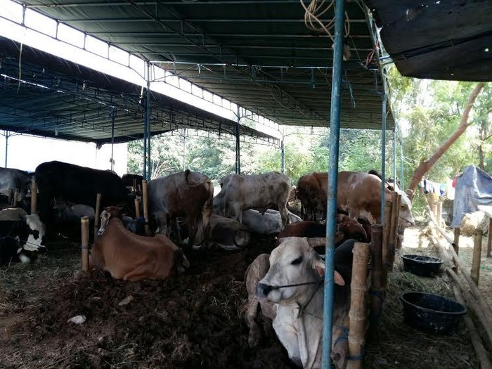 Selain Daging Segar, Harga Sapi Kurban Juga Ikut Naik