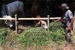 Harga Sapi Kurban Tahun Ini Naik
