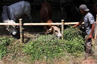 Pedagang hewan kurban, mengaku harus bersaing membeli sapi ke peternak dengan harga tinggi.