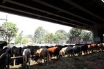 Harga Sapi Kurban Tahun Ini Naik