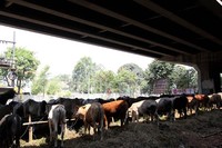 Dengan modal yang tinggi mau tidak mau, para pedagang akan menaikan harga jual ke konsumen.