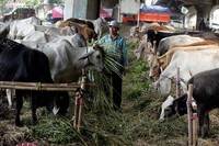 Harga sapi lokal dengan bobot dua kuintal berada di kisaran Rp 23 juta hingga Rp 27 juta.