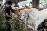 Harga Sapi Kurban Tahun Ini Naik