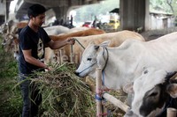 Padahal tahun lalu dengan bobot yang sama harga jual hanya dikisaran Rp18 juta.