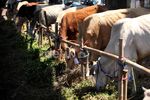 Harga Sapi Kurban Tahun Ini Naik