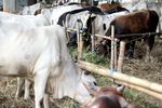 Harga Sapi Kurban Tahun Ini Naik