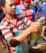 Ribuan Warga Pesta Parak Iwak di Sungai Serayu