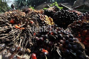 Harga Sawit Anjlok, Program Biodiesel Jadi Harapan Petani