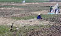 Areal sawah yang sedang dipanen tersebut menurut keterangan para petani baru belasan hektare saja.
