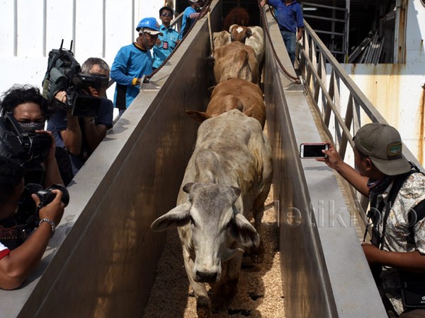 Sapi Impor Asal Australia Tiba di Jakarta