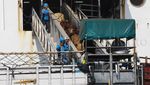 Sapi Impor Asal Australia Tiba di Jakarta