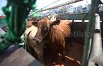Sapi Impor Asal Australia Tiba di Jakarta