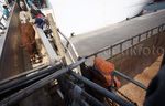 Sapi Impor Asal Australia Tiba di Jakarta