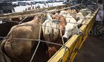 Sapi Impor Asal Australia Tiba di Jakarta