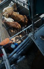 Sapi Impor Asal Australia Tiba di Jakarta