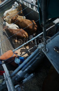 2.350 ekor sapi yang telah datang itu, merupakan bagian dari importasi 50 ribu ekor sapi. Rencananya, sapi asal Australia itu dikirim bertahap sejak Agustus sampai Desember 2015.
