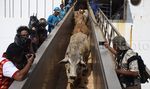 Sapi Impor Asal Australia Tiba di Jakarta