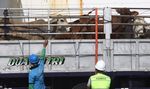 Sapi Impor Asal Australia Tiba di Jakarta