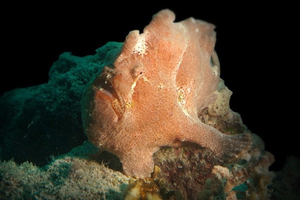 Diving di Buton, Bisa Lihat Ikan Berkaki