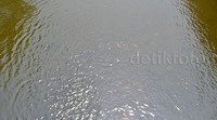 Sungai itu rupanya memiliki banyak ikan. Terlihat ikan-ikan itu muncul di permukaan air yang mayoritas jenis ikan mas.