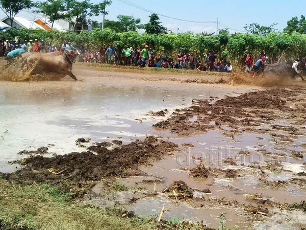 Karapan Sapi Brujul di Probolinggo