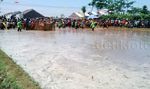 Karapan Sapi Brujul di Probolinggo