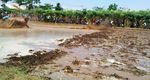 Karapan Sapi Brujul di Probolinggo