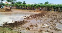 Lintasan atau sirkuitnya juga bukan lapangan, seperti kerapan sapi pada umumnya. Namun, lintasannya adalah area persawahan yang dipenuhi lumpur, adapun jaraknya sekitar 50 meter saja. M Rofiq/detikcom.