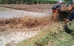 Karapan Sapi Brujul di Probolinggo