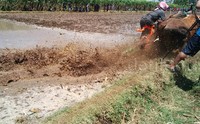 Balap sapi 'brujul' ini sendiri diikuti sepasang sapi jantan, yang dilengkapi dengan kaleles dan seorang joki penghentak yang berdiri di atas kaleles. M Rofiq/detikcom.