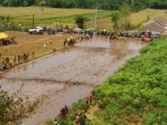 Tak Cuma Madura, Probolinggo Juga Punya Lomba Balap Sapi!