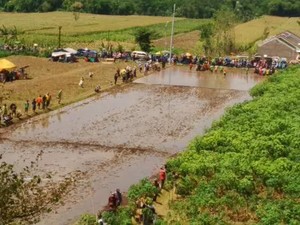 Tak Cuma Madura, Probolinggo Juga Punya Lomba Balap Sapi!
