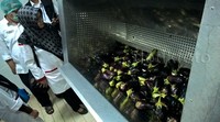 Tim dari Panitia Penyelenggara Ibadah Haji (PPIH) meninjau tempat pengolahan bahan baku sayur.