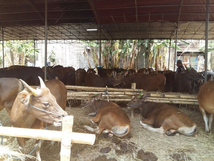 Kuota Dibatasi, Harga Sapi Impor untuk Kurban Naik 30%
