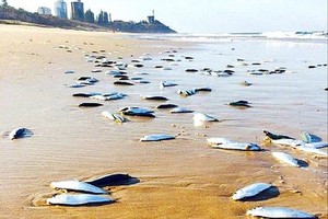 Turis Heran, Ribuan Ikan Terdampar & Hilang Misterius di Australia