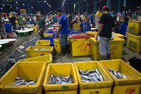 Pasar Ikan yang berada tidak jauh dari Pelabuhan Muara Angke di Utara Jakarta. Di sini traveler dapat membeli ikan langsung dari sumbernya (Randy/detikTravel)