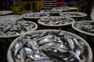 Melihat Sudut-sudut Pasar Ikan Muara Angke