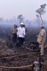 Jokowi nampak berjalan-jalan di antara pepohonan yang kering yang tersengat panas api kebakaran. Dia mengenakan kemeja khasnya, warna putih dengan lengan digulung. Dia juga mengenakan helm putih. Pool/Setpres.