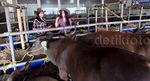 SPG Cantik Penjual Sapi Qurban