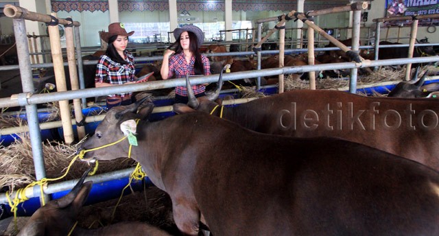 SPG Cantik Penjual Sapi Qurban