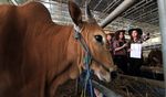 SPG Cantik Penjual Sapi Qurban