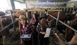 SPG Cantik Penjual Sapi Qurban