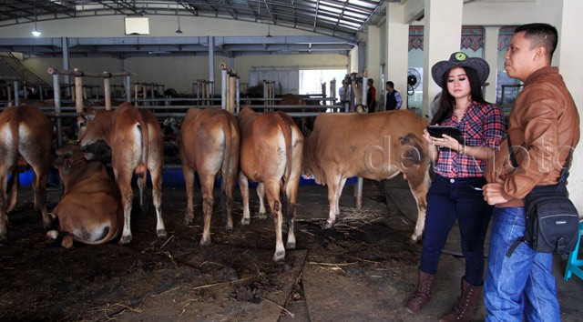 SPG Cantik Penjual Sapi Qurban