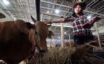 SPG Cantik Penjual Sapi Qurban
