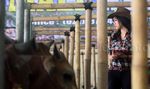 SPG Cantik Penjual Sapi Qurban