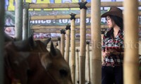 Harga hewan qurban jenis sapi yang ditawarkan mulai dari Middle Rp 13 juta-16 juta, Middle Up Rp 17 juta-30 juta, Premium Rp 31 juta-50 juta, dan Executive. Sedangkan Kambing harga mulai Rp 3 juta.